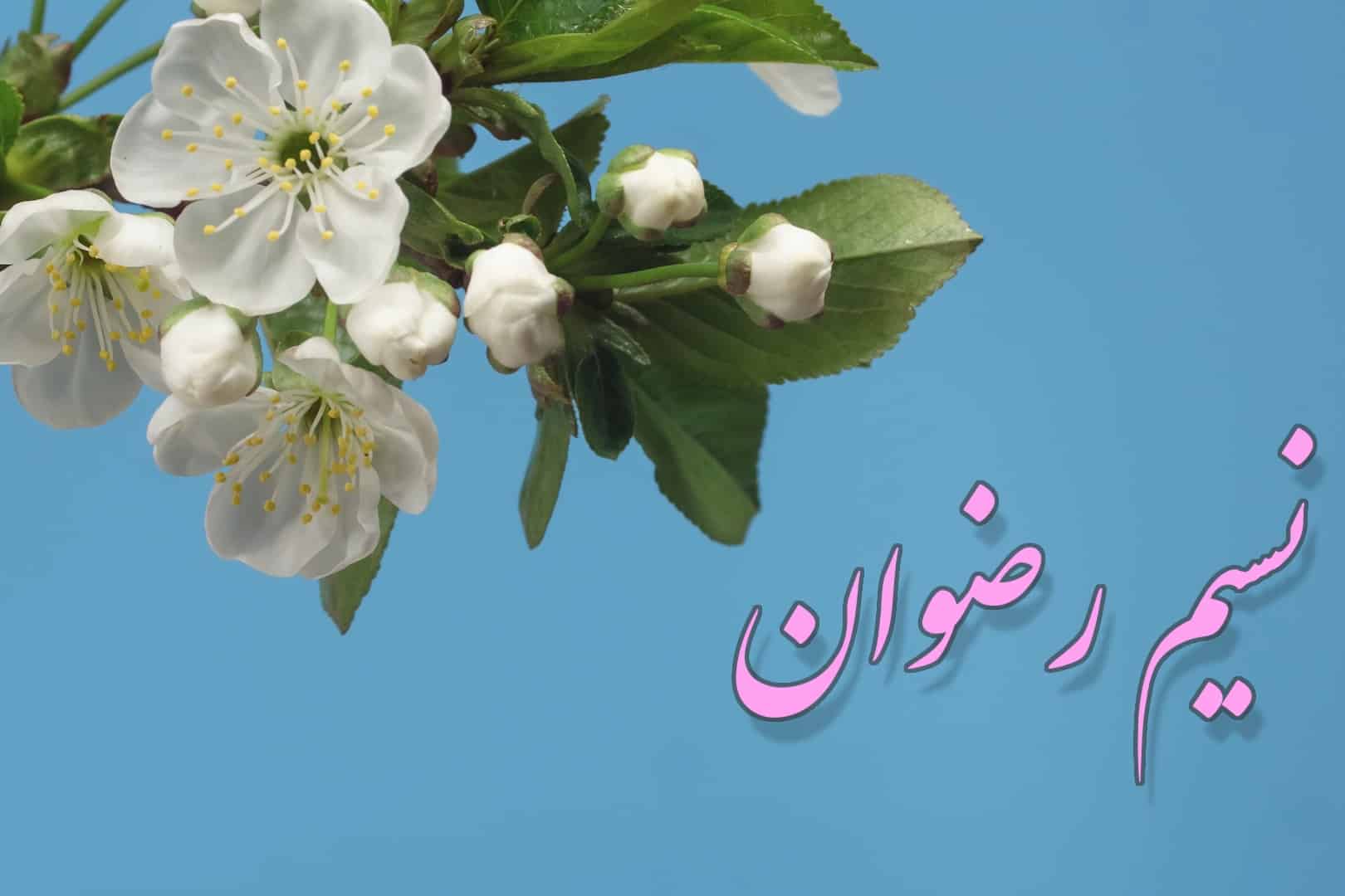 نسیم رضوان - PersianBMS