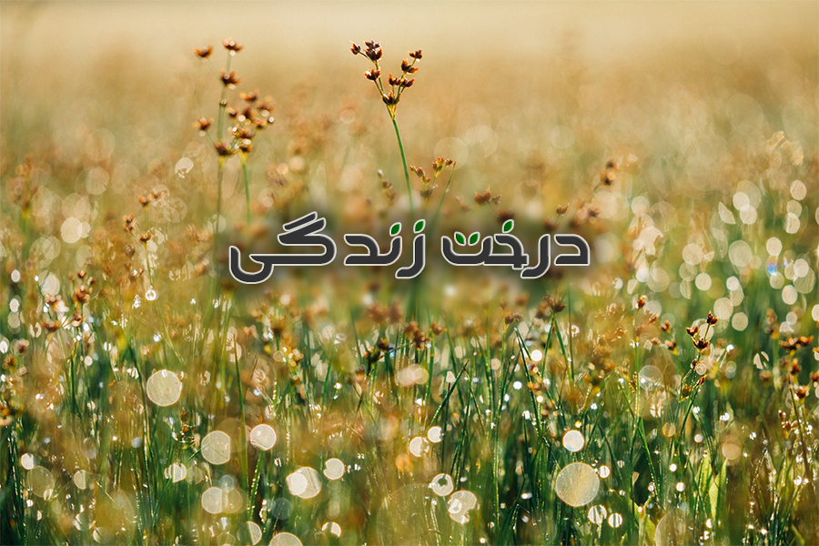 محله جدید نیلوفر - بخش 2 (فستیوال محله)